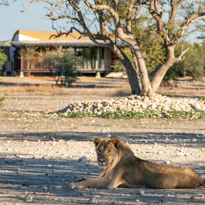 Anderssons At Ongava Hekaya Africa