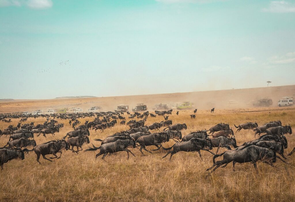 The Masai Mara, Kenya, with Hekaya Travel