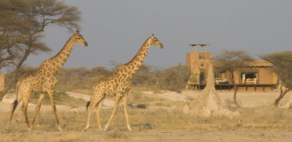 Onguma-the-Fort-onguma-the-fort-bush-suite-behind-giraffes