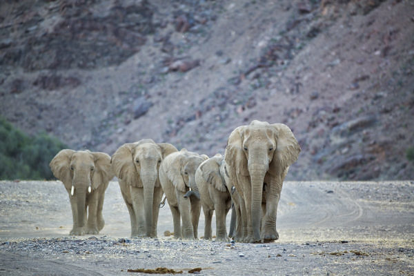 Kaokoland_Skeleton_Coast-28hoanib-valley-camp-wildlife-elephants12
