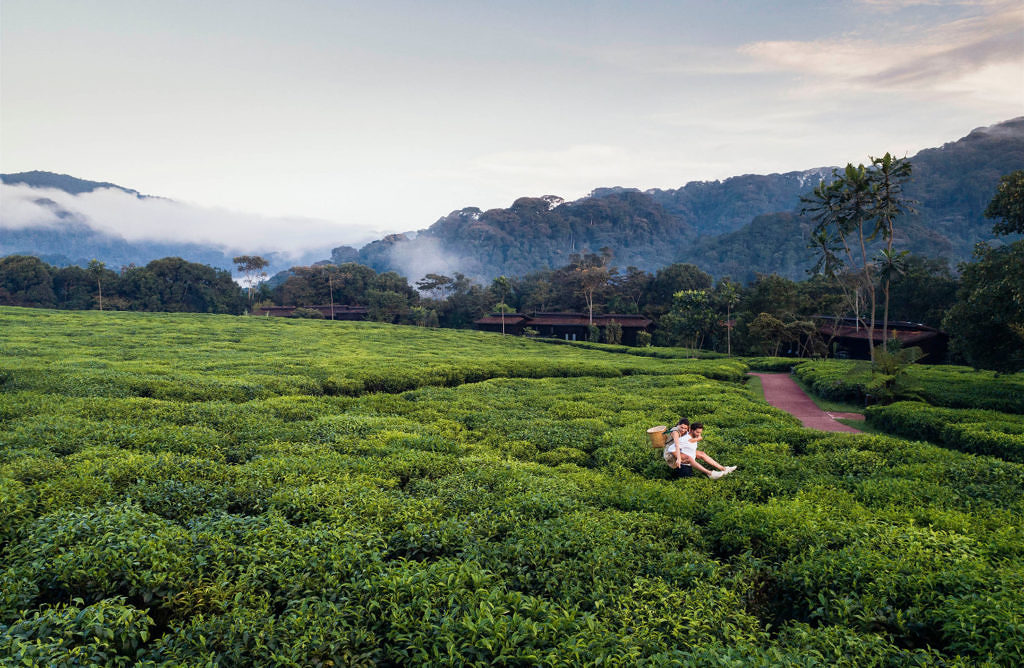 Nyungwe-oonh-lifestyle-drone-tea-picking-1