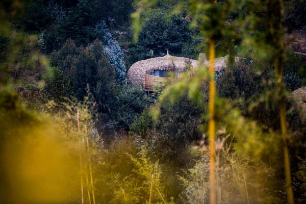 Bisate_Lodge-bisate-crookesandjackson-9918