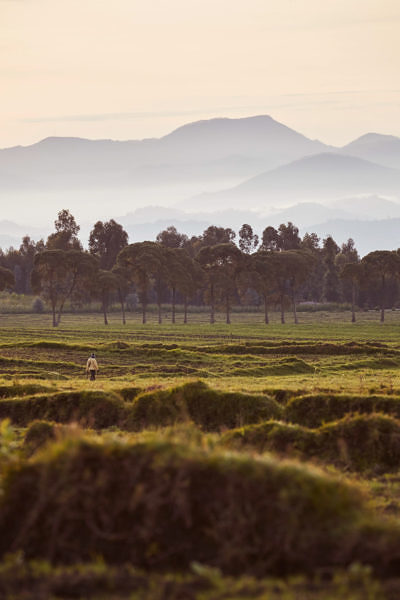 One_and_Only_Gorillas_Nest-oo-gorillasnest-flora-fauna-sunrise-mountains-2409-master