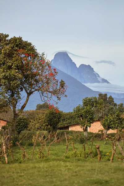 One_and_Only_Gorillas_Nest-oo-gorillasnest-flora-fauna-sunrise-mountains-2706-master