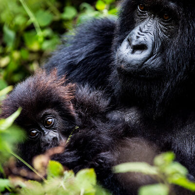 Rwanda-featured-rwanda-bisate-wilderness-crookesandjackson-17-0402-resize1