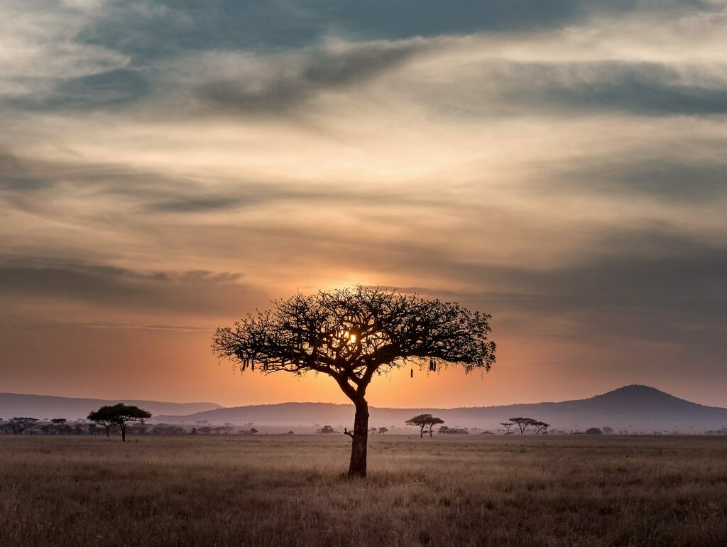 Serengeti-hu chen 60xloogwkfa unsplash