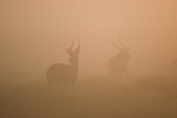 Kafue-shumba-camp-wildernesssafaris12