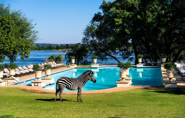 Royal-Livingstone-aroy-pool-zebra-01-g-a-h