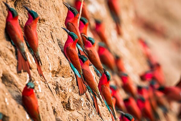 Nsolo-Lodge-time-tide-south-luangwa-00070