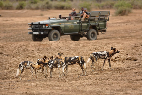 South_Luangwa-lion-camp-by-mantis-wilddogs