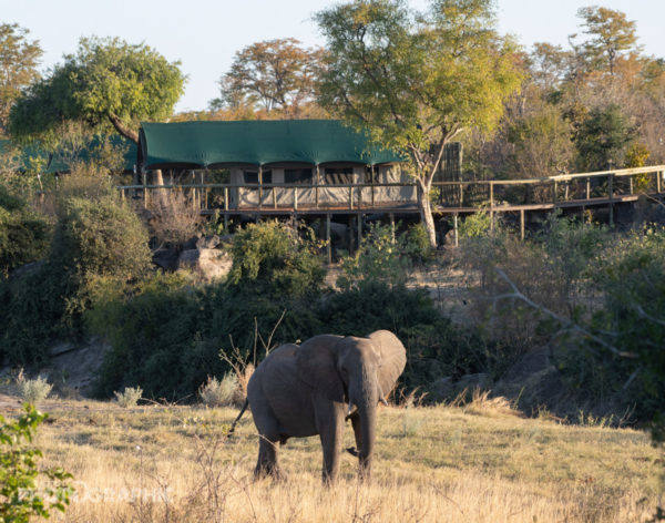 Deteema_Springs_Camp-3-201907-zimbabwe-2191