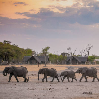 The_Hide-featured-eles-at-the-hide