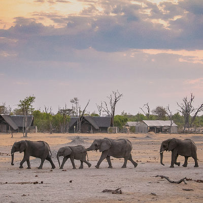 Finest_Zimbabwe-featured-eles-at-the-hide