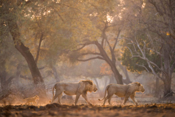 Mana_Pools-1-Mana-Pools-chikwenya_wildlife_hi_res_-_kyle_and_ruth_317_of_334
