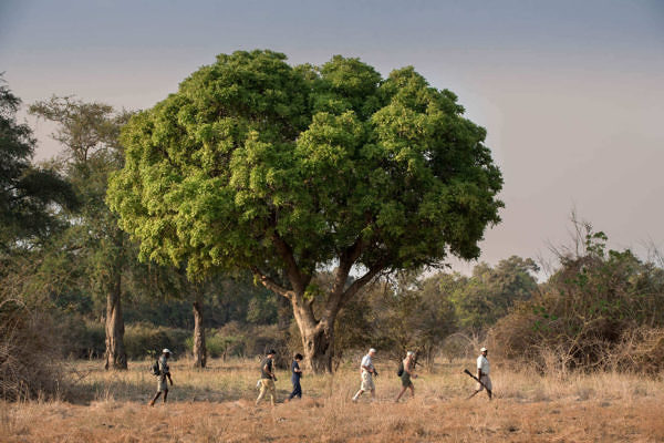 Nyamatusi_Camp-zambezi-expeditions-mana-pools-national-park-zimbabwe-safari-tented-camp-african-bush-camps-128-walking-safari